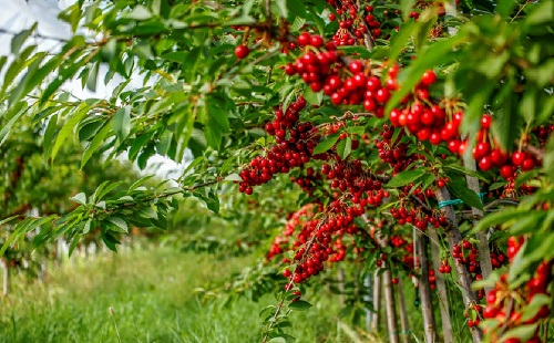 1657078944937387.png image.png