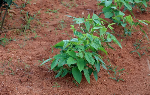 1657595462184330.png image.png