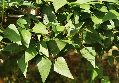 1661395775283598.png image.png