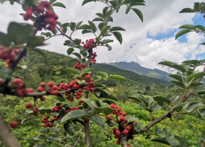 1683523589574412.png 土壤水分溫度儀